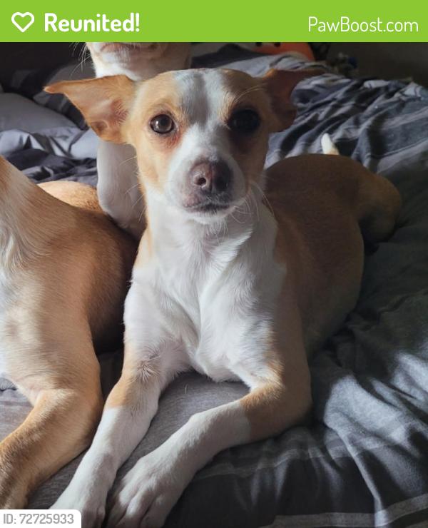 Reunited Female Dog last seen Combes St, Lozano Ln and Nave St, San Benito, TX 78586