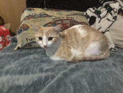 Found/Stray Unknown Cat last seen West mason st & fisk st, Green Bay, WI 54303