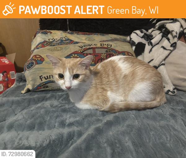 Found/Stray Unknown Cat last seen West mason st & fisk st, Green Bay, WI 54303