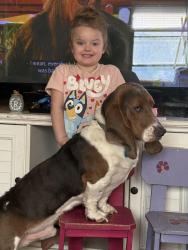 Reunited Male Dog last seen Archery club and Kenner Rd , New Ringgold, PA 17960