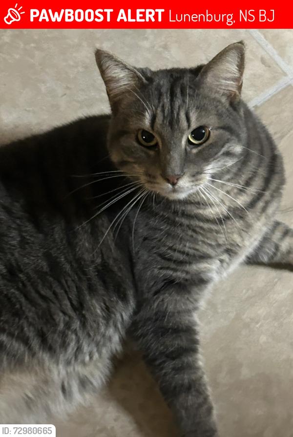 Lost Male Cat last seen Centennial Ave., Lunenburg, Lunenburg, NS B0J