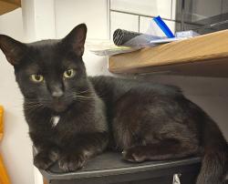 Reunited Male Cat last seen Near Muirway, South Benfleet, Benfleet SS7 4LS, UK, South Benfleet, England SS7 4LS