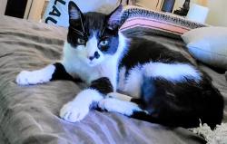 Reunited Male Cat last seen 101st-102nd Troy, NY 12180, Troy, NY 12180