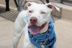 Shelter Stray Male Dog last seen Grandview Avenue, STATEN ISLAND, NY, 10303, Staten Island, NY 10309