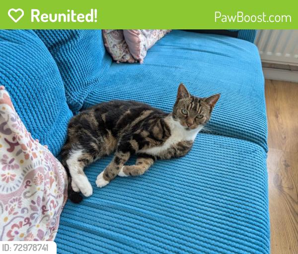 Reunited Female Cat last seen Bek Road, County Durham, England DH1