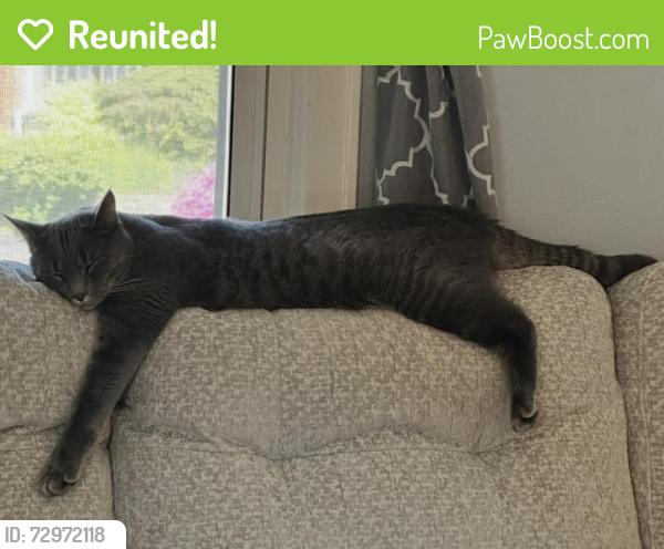 Reunited Male Cat last seen Louise St abd Pearl Ave, Johnson City, NY 13790