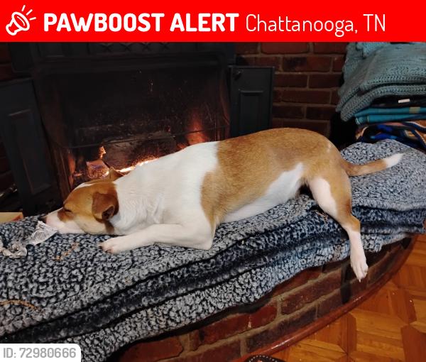 Lost Female Dog last seen Off of 58 Highway on Kings road and surrounding neighborhoods, Chattanooga, TN 37416