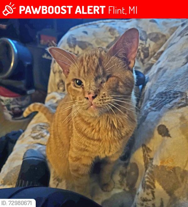 Lost Male Cat last seen Davison/Hamilton, Flint, MI 48506