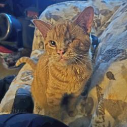 Lost Male Cat last seen Davison/Hamilton, Flint, MI 48506