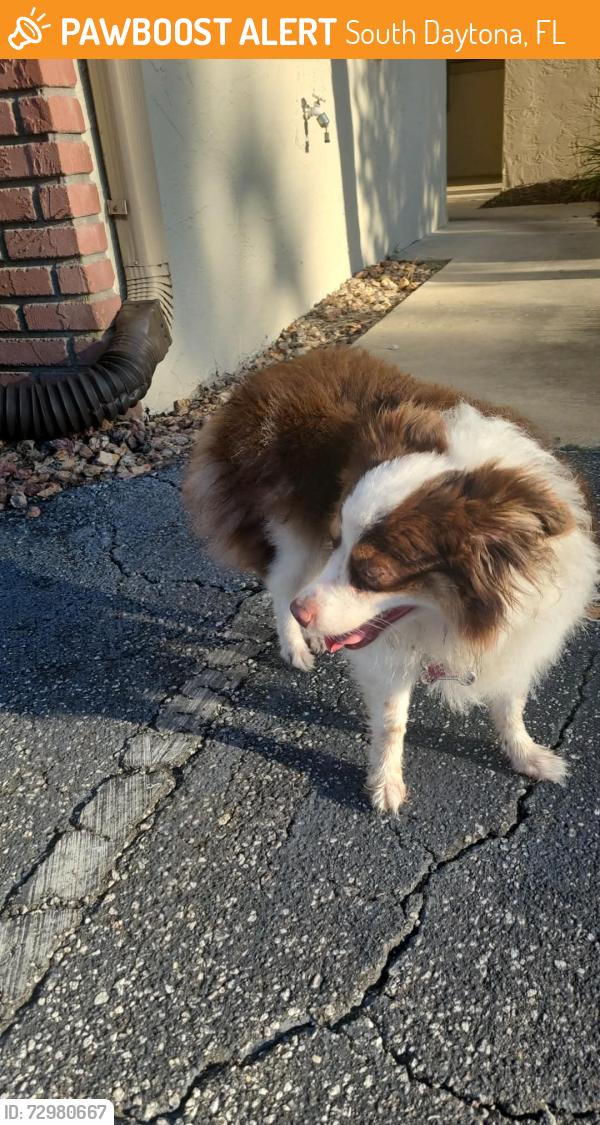 Found/Stray Female Dog last seen Golfview Dr, South Daytona, FL 32119