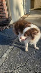 Found/Stray Female Dog last seen Golfview Dr, South Daytona, FL 32119
