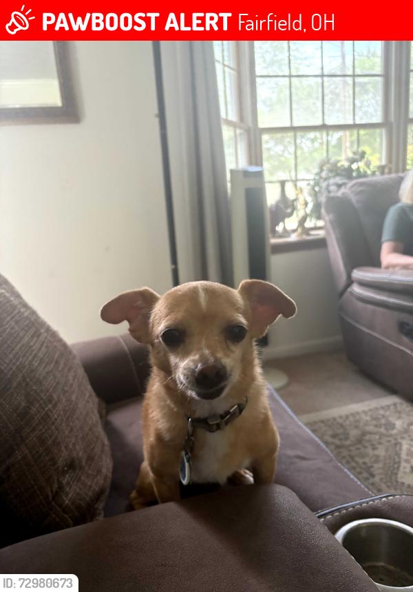 Lost Male Dog last seen Pleasant Ave. and Happy Valley Dr., Fairfield, OH 45014