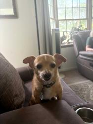 Lost Male Dog last seen Pleasant Ave. and Happy Valley Dr., Fairfield, OH 45014