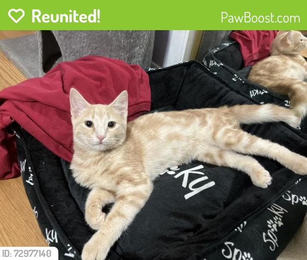 Reunited Male Cat last seen Hatteras Lane and Queensbury Avenue, Springfield, VA 22151