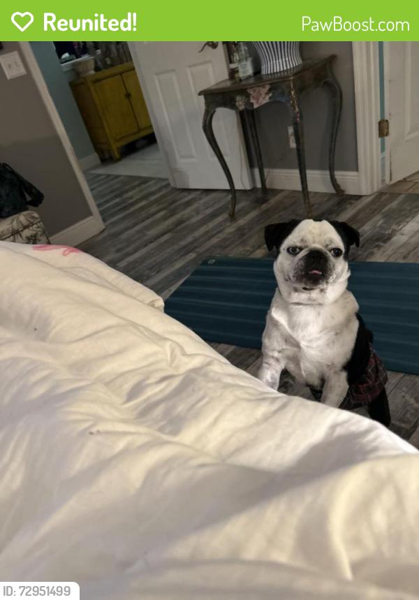 Reunited Male Dog last seen Near Hondo drive, St. Augustine, FL 32086