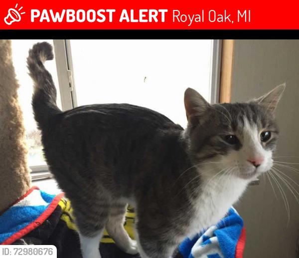 Lost Male Cat last seen Arthur Murray , Royal Oak, MI 48073
