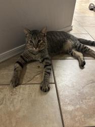 Lost Male Cat last seen 7th street/deer valley rd, Phoenix, AZ 85024