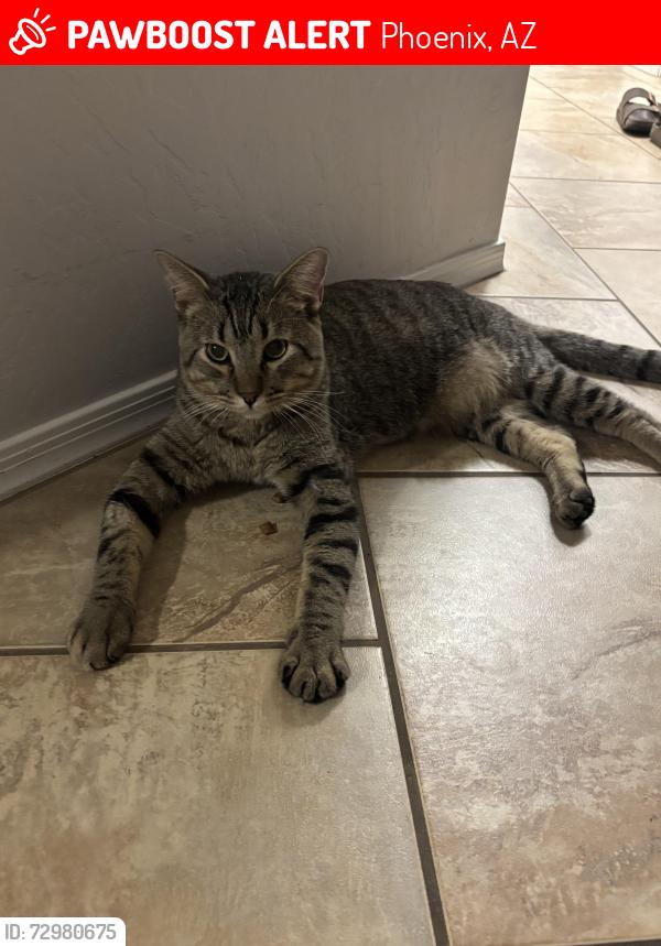 Lost Male Cat last seen 7th street/deer valley rd, Phoenix, AZ 85024