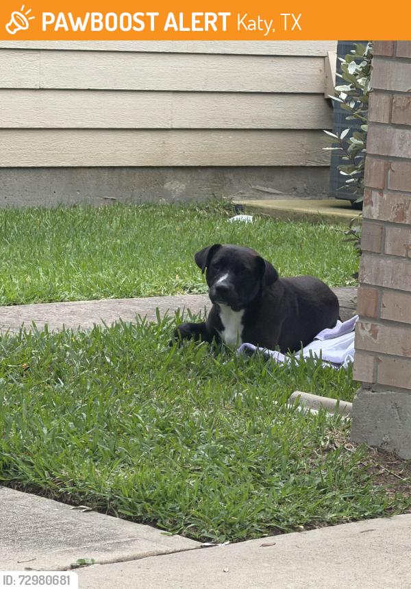 Found/Stray Male Dog last seen Near long arbor ln, Katy, TX 77449