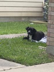 Found/Stray Male Dog last seen Near long arbor ln, Katy, TX 77449