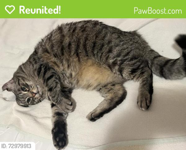 Reunited Male Cat last seen Parkside Ave (between Eastern and Central Pkwys), Schenectady, NY, Schenectady, NY 12309