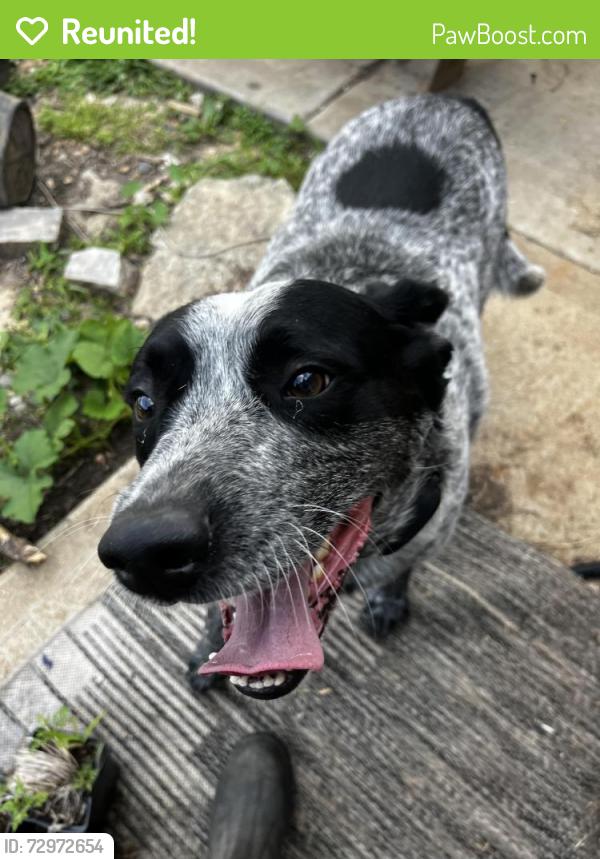 Reunited Male Dog last seen Saline, Rock Township, MO 63026