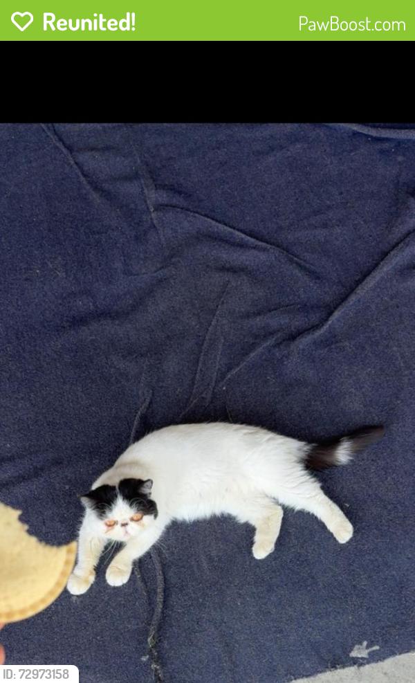 Reunited Female Cat last seen Pollock ranch park, Sacramento, CA 95823
