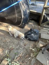Reunited Male Dog last seen Woodstock park, Virginia Beach, VA 23464