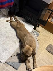 Lost Male Dog last seen Audubon Drive and Claremont Avenue, Macon, GA 31204