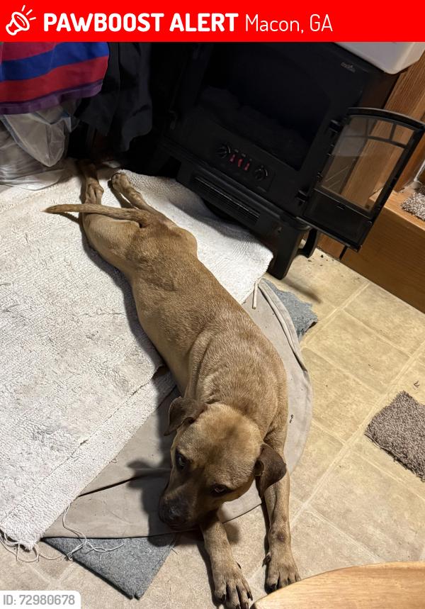 Lost Male Dog last seen Audubon Drive and Claremont Avenue, Macon, GA 31204