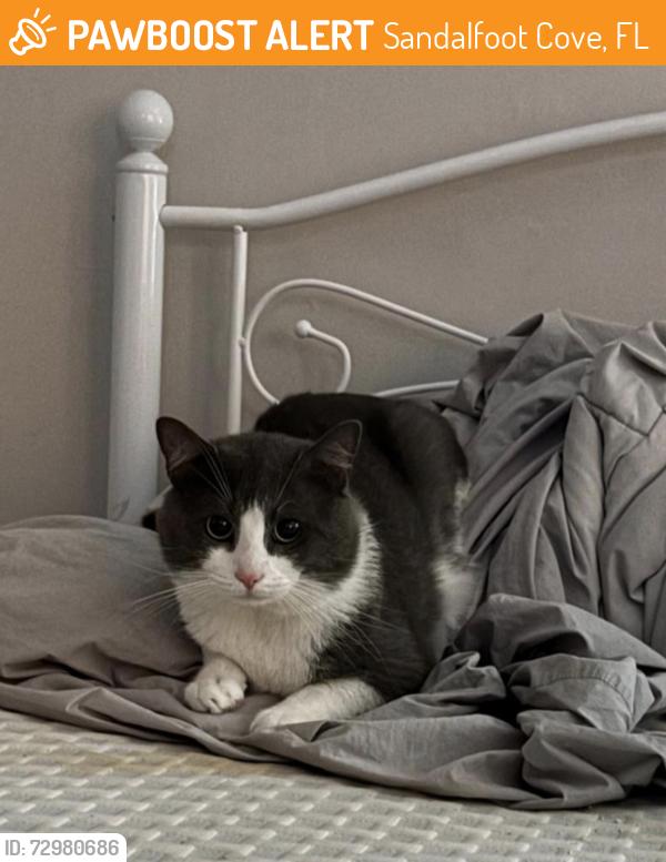 Found/Stray Male Cat last seen Near , Sandalfoot Cove, FL 33428
