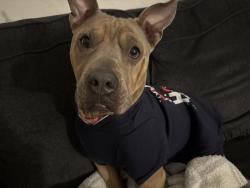 Reunited Female Dog last seen Enchanted Parkway/ by Park Meadow apmts , Ballwin, MO 63021