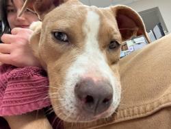 Shelter Stray Female Dog last seen PRIGGE RD,63137, 10521 Baur Blvd, Olivette, MO 63132, USA