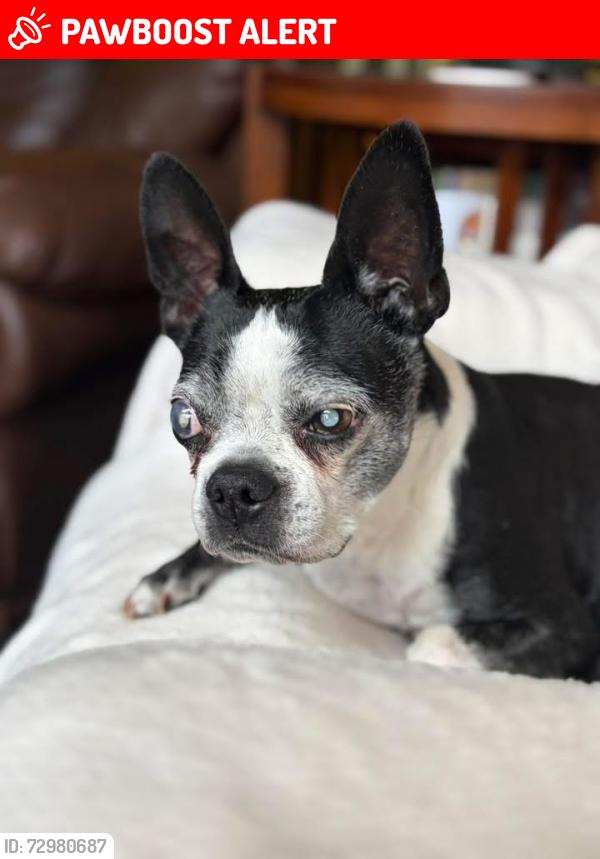 Lost Female Dog last seen Halliburton Hills, Stillwater Lake, Stillwater Lake, NS B3Z 3Z6