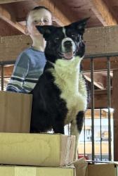 Reunited Female Dog last seen Collamer rd , Oxford, PA 19363