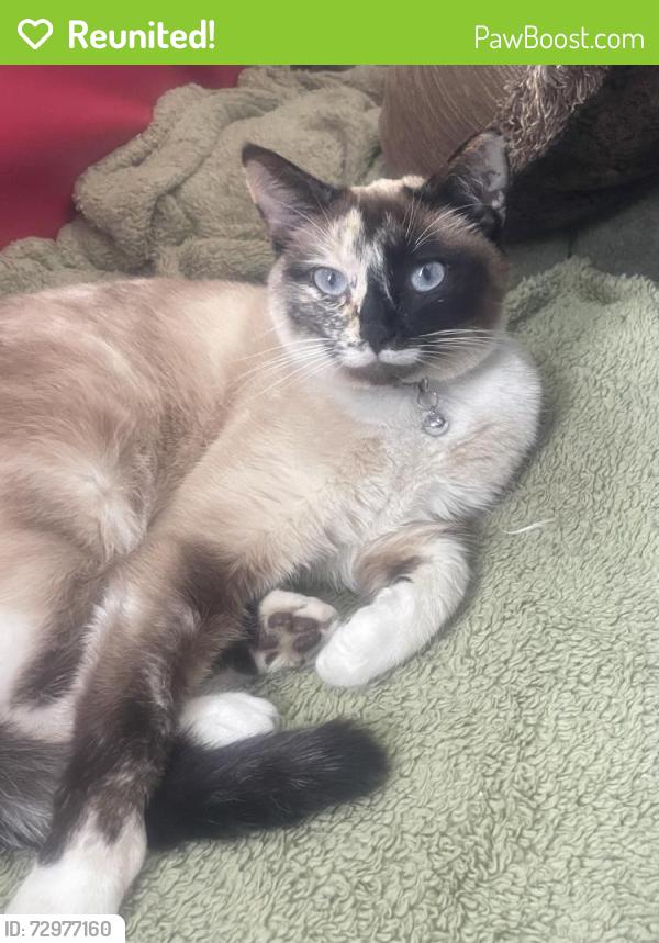 Reunited Female Cat last seen Paterson’s auto body and Apple Country Animal hosp , Stow, MA 01775