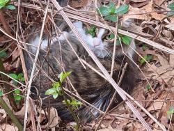 Found/Stray Unknown Cat last seen Wood Valley Trace and Lake Forest Pass, Roswell, GA 30076