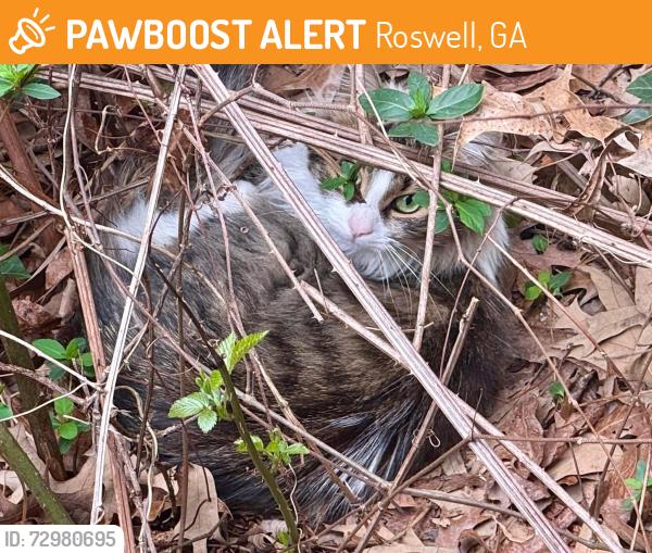 Found/Stray Unknown Cat last seen Wood Valley Trace and Lake Forest Pass, Roswell, GA 30076