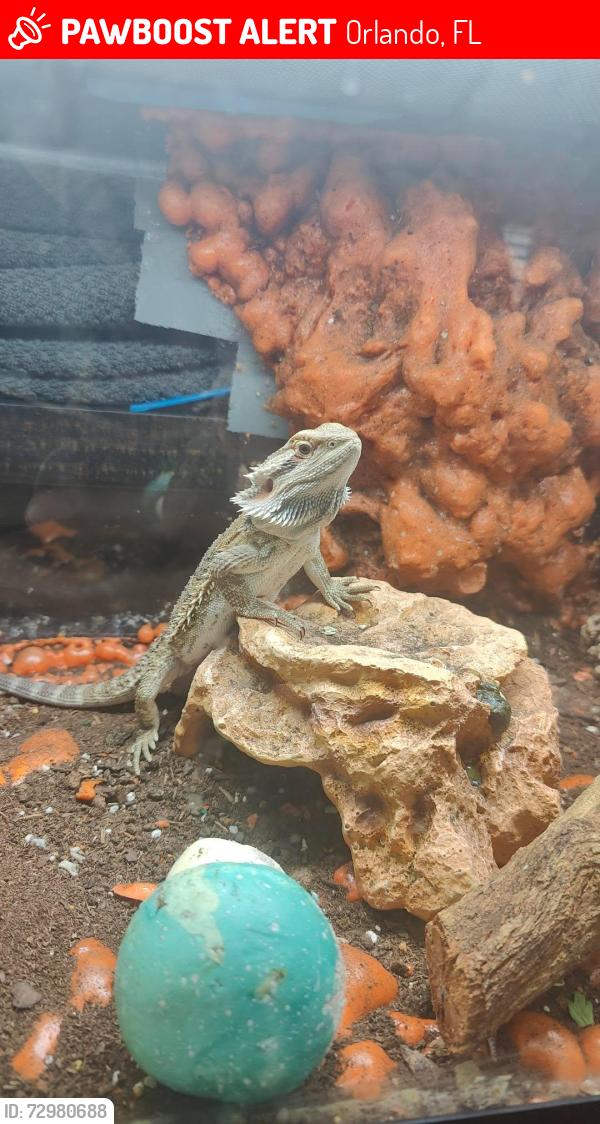 Lost Female Reptile last seen Windermere, Orlando, FL 32836