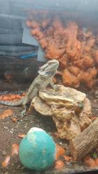 Lost Female Reptile last seen Windermere, Orlando, FL 32836