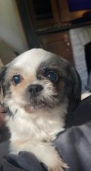 Reunited Female Dog last seen Hey. 59, New Caney, TX 77357
