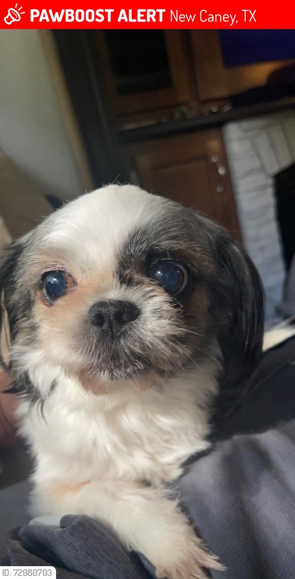 Lost Female Dog last seen Hey. 59, New Caney, TX 77357