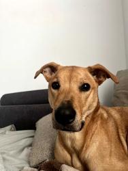 Lost Male Dog last seen South Hairston Rd., DeKalb County, GA 30088