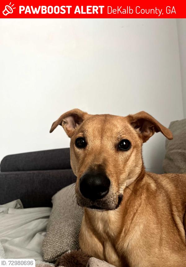 Lost Male Dog last seen South Hairston Rd., DeKalb County, GA 30088
