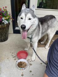 Found/Stray Female Dog last seen Pillsbury And Plateau, Lakeville, MN 55044