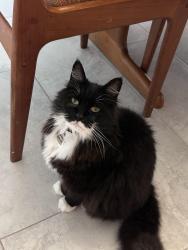 Lost Male Cat last seen Iroquois, the Trails neighborhood, Ormond Beach, FL 32174