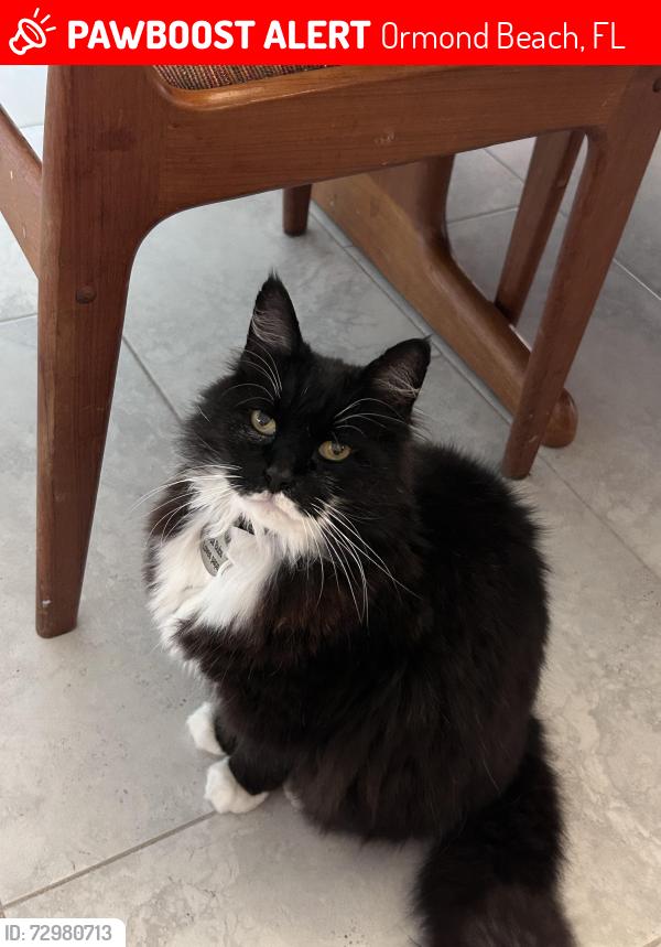 Lost Male Cat last seen Iroquois, the Trails neighborhood, Ormond Beach, FL 32174
