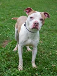 Shelter Stray Male Dog last seen Near Northeast Expy NE, 30345, GA, Atlanta, GA 30341