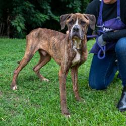 Shelter Stray Male Dog last seen , 30083, GA, Atlanta, GA 30341