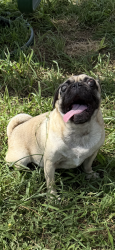 Found/Stray Female Dog last seen Tierra Poniente/Tierra Grande, Corpus Christi, TX 78415